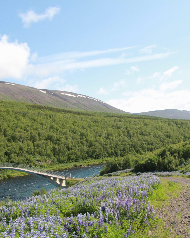 Gamla_bogabrúin_á_Fnjóská_og_Vaglaskógur